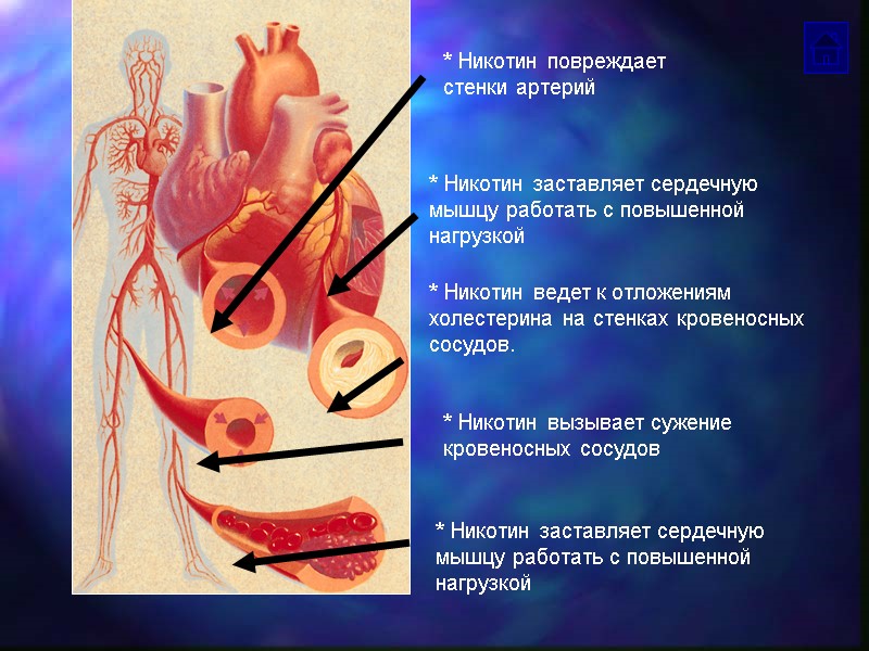 * Никотин вызывает сужение кровеносных сосудов * Никотин ведет к отложениям холестерина на стенках
